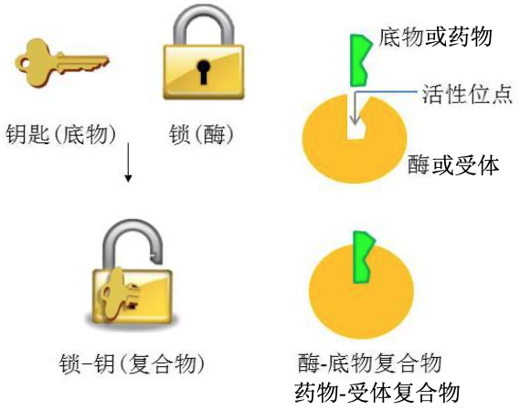 图片 https://xux-zotero-img.oss-cn-beijing.aliyuncs.com/img/20260613031147143.png